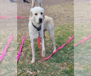 Labrador Retriever-Unknown Mix Dogs for adoption in San Antonio, TX, USA