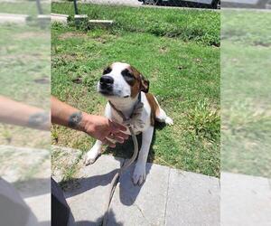American Staffordshire Terrier-Unknown Mix Dogs for adoption in San Antonio, TX, USA