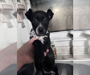 Border Collie-Unknown Mix Dogs for adoption in Columbus, IN, USA