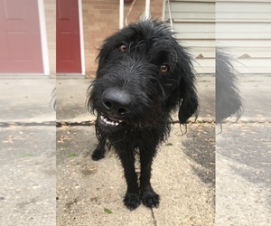 Poodle (Standard) Dogs for adoption in Flora, IL, USA