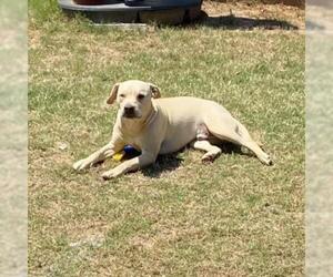 Labrador Retriever Dogs for adoption in Opelika, AL, USA