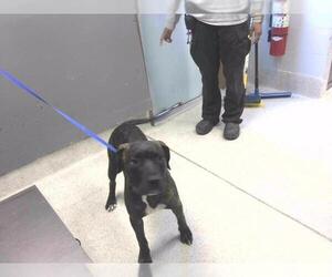 American Staffordshire Terrier Dogs for adoption in Tallahassee, FL, USA