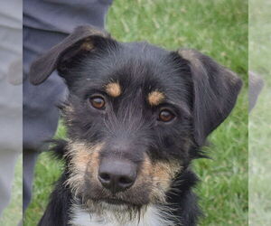 German Wirehaired Pointer-Unknown Mix Dogs for adoption in Huntley, IL, USA