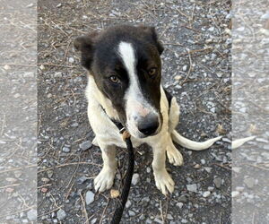 Border Collie-Unknown Mix Dogs for adoption in Las Vegas, NM, USA