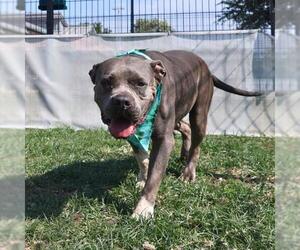 American Staffordshire Terrier-Unknown Mix Dogs for adoption in San Antonio, TX, USA