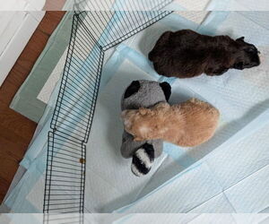 Mutt Dogs for adoption in Aurora, IN, USA