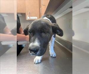 American Pit Bull Terrier-Anatolian Shepherd Mix Dogs for adoption in Sacramento, CA, USA