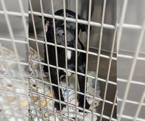 Great Dane-Labrador Retriever Mix Dogs for adoption in Decatur, IL, USA
