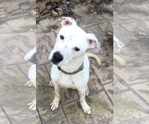 Boxer-Dalmatian Mix Dogs for adoption in Ashland, VA, USA