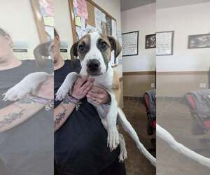 Mutt Dogs for adoption in Martinsburg, WV, USA