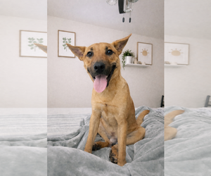 Carolina Dog-Unknown Mix Dogs for adoption in Royse City, TX, USA