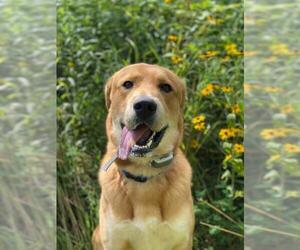 Golden Pyrenees Dogs for adoption in Glen Haven, WI, USA