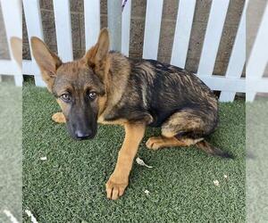 German Shepherd Dog-Unknown Mix Dogs for adoption in Modesto, CA, USA