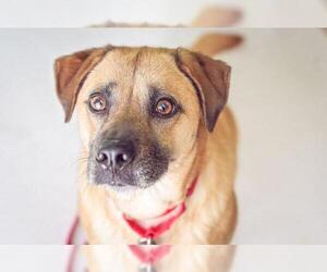 Beagle-German Shepherd Dog Mix Dogs for adoption in Newnan, GA, USA