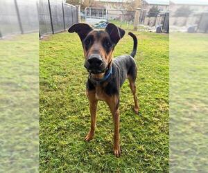 Doberman Pinscher-Unknown Mix Dogs for adoption in Riverside, CA, USA