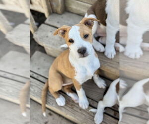 Mutt Dogs for adoption in Sandy, UT, USA