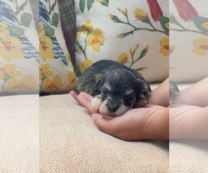 Mutt Dogs for adoption in HOPKINSVILLE/PRINCETON, KY, NH, USA