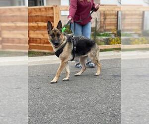 German Shepherd Dog Dogs for adoption in West Sacramento, CA, USA