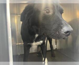 Labrador Retriever-Unknown Mix Dogs for adoption in San Antonio, TX, USA