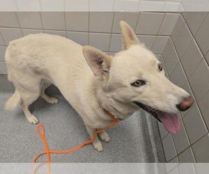 Siberian Husky-Unknown Mix Dogs for adoption in Orange, CA, USA