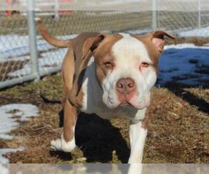 Bullypit Dogs for adoption in Decatur, IL, USA