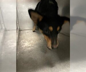 Australian Terrier Dogs for adoption in Waco, TX, USA