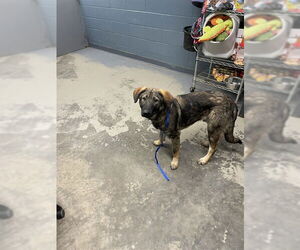 German Shepherd Dog-Unknown Mix Dogs for adoption in Tallahassee, FL, USA