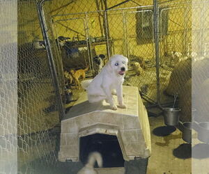 Shih Tzu-Unknown Mix Dogs for adoption in Bonifay, MO, USA