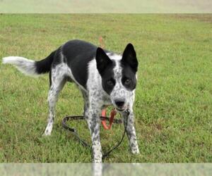 Border Collie-Unknown Mix Dogs for adoption in Centerton, AR, USA