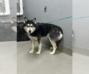 Siberian Husky-Unknown Mix Dogs for adoption in Las Vegas, NV, USA