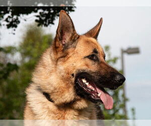 German Shepherd Dog-Unknown Mix Dogs for adoption in San Andreas, CA, USA