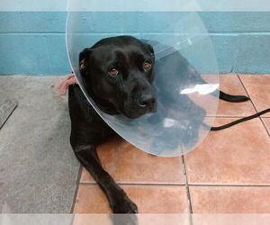 American Pit Bull Terrier-Labrador Retriever Mix Dogs for adoption in Downey, CA, USA