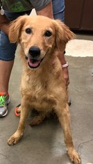 Golden Retriever Dogs for adoption in Amarillo, TX, USA