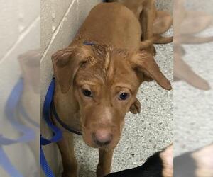 Labrador Retriever Dogs for adoption in Conroe, TX, USA