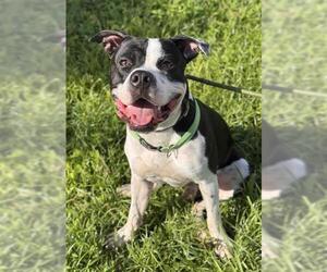 American Staffordshire Terrier Dogs for adoption in Fort Lauderdale, FL, USA