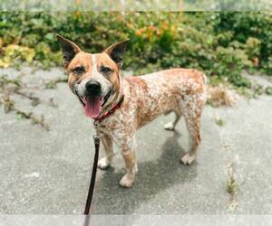 Australian Cattle Dog-Unknown Mix Dogs for adoption in McKinleyville, CA, USA