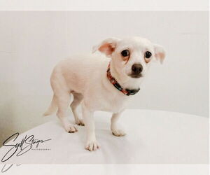 Chihuahua-Unknown Mix Dogs for adoption in Brooklyn Center, MN, USA