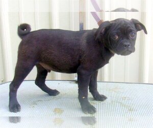 Chug Dogs for adoption in Mountain View, MO, USA
