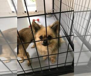 Cheeks Dogs for adoption in Newaygo, MI, USA