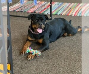 Rottweiler Dogs for adoption in Vail, AZ, USA