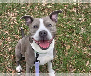 American Pit Bull Terrier-Unknown Mix Dogs for adoption in Millersville, MD, USA