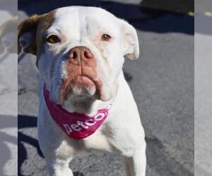 American Bulldog-Unknown Mix Dogs for adoption in San Antonio, TX, USA