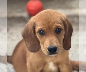 Labbe Dogs for adoption in Yardley, PA, USA