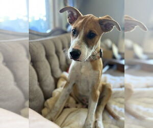 Mutt Dogs for adoption in Evansville, IN, USA