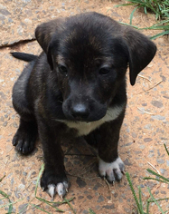 Sheprador Dogs for adoption in Rustburg, VA, USA