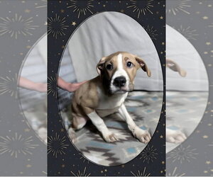 Boxer-Unknown Mix Dogs for adoption in Aurora, IN, USA