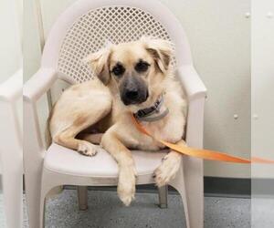 German Shepherd Dog Dogs for adoption in Galax, VA, USA