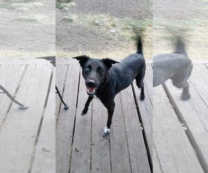Australian Shepherd-Collie Mix Dogs for adoption in Pipe Creek, TX, USA