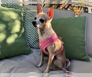 Chihuahua Dogs for adoption in Santa Cruz, CA, USA