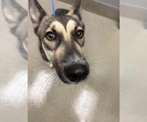 Siberian Husky-Unknown Mix Dogs for adoption in Las Vegas, NV, USA